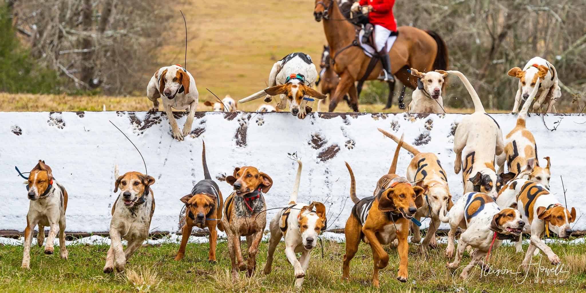 belle meade hunt foxhunting fox hunt georgia foxhound performance trial